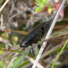 Platyzosteria sp. (genus) (Litter runner cockroach) at Borough, NSW - 21 Dec 2022 by Paul4K