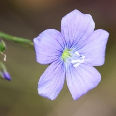 Linum marginale (Native Flax) at Pambula Beach, NSW - 22 Dec 2022 by KylieWaldon