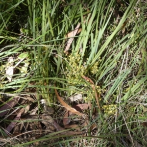 Lomandra filiformis subsp. coriacea at Borough, NSW - suppressed