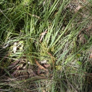 Lomandra filiformis subsp. coriacea at Borough, NSW - suppressed