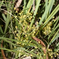 Lomandra filiformis subsp. coriacea at Borough, NSW - suppressed