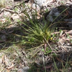 Lomandra filiformis subsp. coriacea at Borough, NSW - 21 Dec 2022