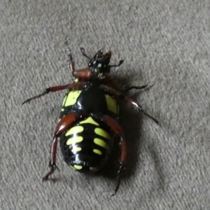 Eupoecila australasiae at Queanbeyan, NSW - 22 Dec 2022