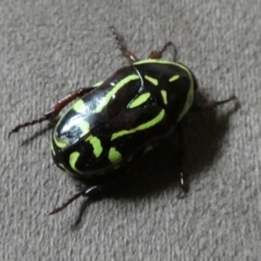 Eupoecila australasiae at Queanbeyan, NSW - 22 Dec 2022