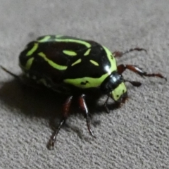 Eupoecila australasiae at Queanbeyan, NSW - 22 Dec 2022