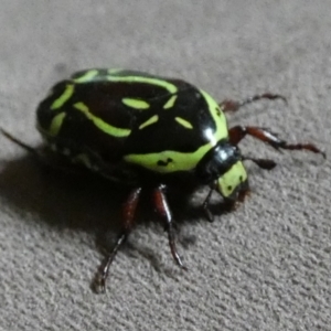 Eupoecila australasiae at Queanbeyan, NSW - 22 Dec 2022