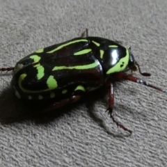 Eupoecila australasiae at Queanbeyan, NSW - 22 Dec 2022