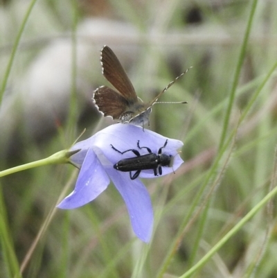 Neolucia agricola (Fringed Heath-blue) at Bungonia, NSW - 8 Nov 2022 by GlossyGal