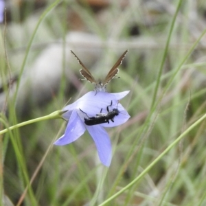 Neolucia agricola at Bungonia, NSW - 8 Nov 2022