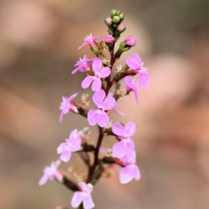 Stylidium (genus) at Pambula Beach, NSW - 22 Dec 2022 11:03 AM
