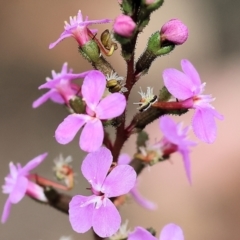 Stylidium (genus) at Pambula Beach, NSW - 22 Dec 2022 11:03 AM