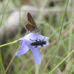 Eleale simplex (Clerid beetle) at Bungonia, NSW - 8 Nov 2022 by GlossyGal