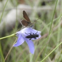 Eleale simplex (Clerid beetle) at Bungonia, NSW - 7 Nov 2022 by GlossyGal