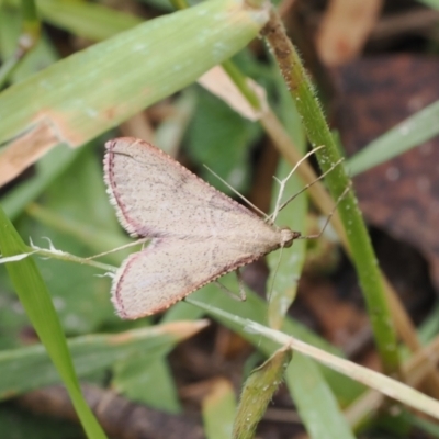 Endotricha ignealis (A Pyralid moth (Endotrichinae)) at Bullocks Flat, NSW - 13 Dec 2022 by RAllen