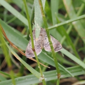 Endotricha ignealis at Bullocks Flat, NSW - 13 Dec 2022