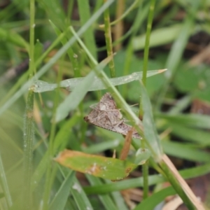 Endotricha ignealis at Bullocks Flat, NSW - 13 Dec 2022