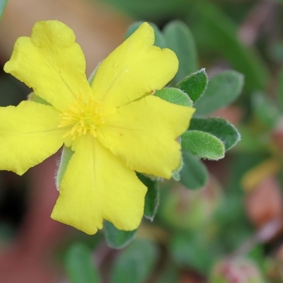 Hibbertia obtusifolia (Grey Guinea-flower) at Pambula Beach, NSW - 22 Dec 2022 by KylieWaldon