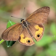 Hypocysta metirius (Brown Ringlet) at Pambula Beach, NSW - 22 Dec 2022 by KylieWaldon