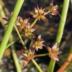 Juncus prismatocarpus (Branching Rush) at Wollogorang, NSW - 20 Dec 2022 by JaneR