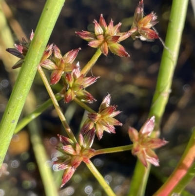 Juncus prismatocarpus (Branching Rush) at Wollogorang, NSW - 20 Dec 2022 by JaneR