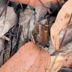 Toxidia doubledayi (Lilac Grass-skipper) at Pambula Beach, NSW - 22 Dec 2022 by KylieWaldon