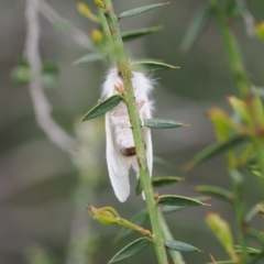 Trichiocercus (genus) (A Noctuid moth) at Kosciuszko National Park, NSW - 13 Dec 2022 by RAllen