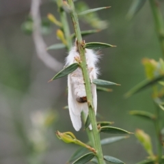 Trichiocercus (genus) at Kosciuszko National Park, NSW - 13 Dec 2022