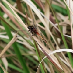 Diplacodes melanopsis at Pambula Beach, NSW - 22 Dec 2022 11:59 AM