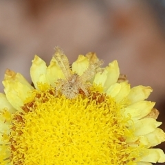 Sidymella hirsuta (Hairy crab spider) at Pambula Beach, NSW - 22 Dec 2022 by KylieWaldon