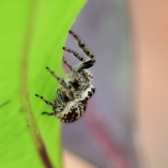 Salticidae (family) (Jumping spider) at Pambula Beach, NSW - 22 Dec 2022 by KylieWaldon