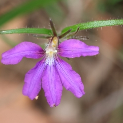 Scaevola ramosissima (Hairy Fan-flower) at Pambula Beach, NSW - 22 Dec 2022 by KylieWaldon