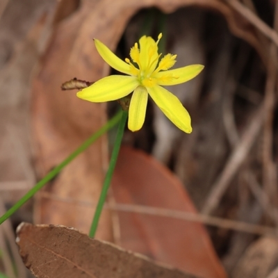 Tricoryne elatior (Yellow Rush Lily) at Pambula Beach, NSW - 22 Dec 2022 by KylieWaldon