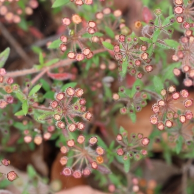 Pomax umbellata (A Pomax) at Pambula Beach, NSW - 22 Dec 2022 by KylieWaldon