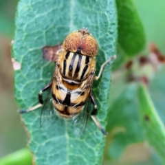 Eristalinus punctulatus (Golden Native Drone Fly) at Pambula Beach, NSW - 22 Dec 2022 by KylieWaldon