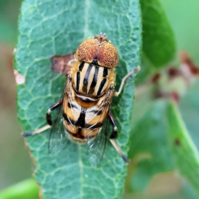 Eristalinus punctulatus (Golden Native Drone Fly) at Pambula Beach, NSW - 22 Dec 2022 by KylieWaldon