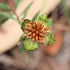 Pimelea sp. (Rice Flower) at Pambula Beach, NSW - 22 Dec 2022 by KylieWaldon