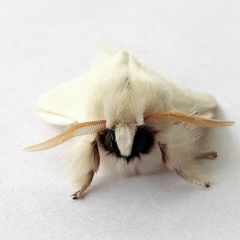 Trichiocercus sparshalli (Sparshall's Moth) at Crooked Corner, NSW - 21 Dec 2022 by Milly