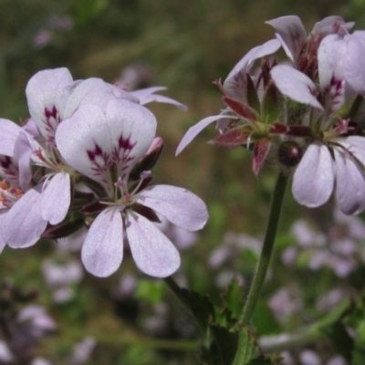 Pelargonium australe (Austral Stork's-bill) at The Pinnacle - 20 Dec 2022 by pinnaCLE