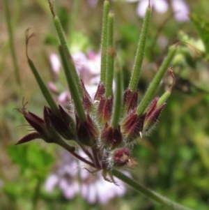 Pelargonium australe at Hawker, ACT - 20 Dec 2022