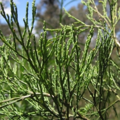 Callitris endlicheri (Black Cypress Pine) at The Pinnacle - 20 Dec 2022 by pinnaCLE