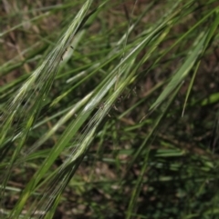Anthosachne scabra (Common Wheat-grass) at The Pinnacle - 20 Dec 2022 by pinnaCLE