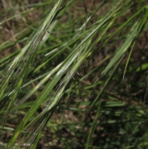 Anthosachne scabra at Hawker, ACT - 20 Dec 2022