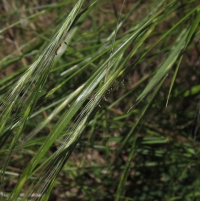 Anthosachne scabra (Common Wheat-grass) at The Pinnacle - 20 Dec 2022 by pinnaCLE