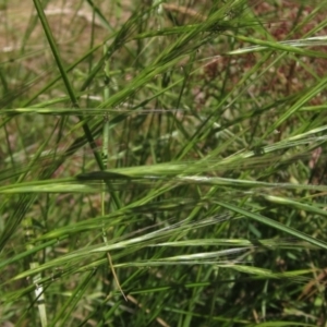 Anthosachne scabra at Hawker, ACT - 20 Dec 2022