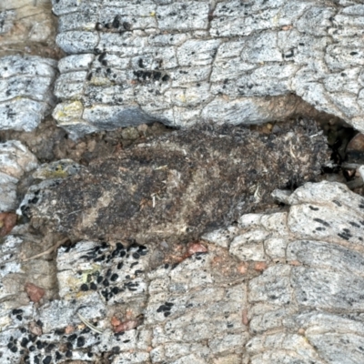 Cebysa leucotelus (Australian Bagmoth) at Ainslie, ACT - 21 Dec 2022 by jb2602