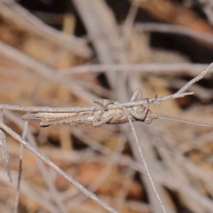 Coryphistes ruricola (Bark-mimicking Grasshopper) at O'Connor, ACT - 18 Dec 2022 by ConBoekel