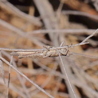 Coryphistes ruricola (Bark-mimicking Grasshopper) at O'Connor, ACT - 18 Dec 2022 by ConBoekel