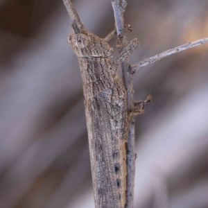 Coryphistes ruricola at O'Connor, ACT - 18 Dec 2022