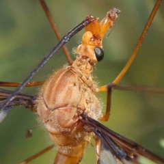 Leptotarsus (Macromastix) costalis (Common Brown Crane Fly) at O'Connor, ACT - 18 Dec 2022 by ConBoekel