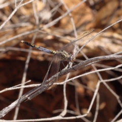 Orthetrum caledonicum (Blue Skimmer) at O'Connor, ACT - 18 Dec 2022 by ConBoekel